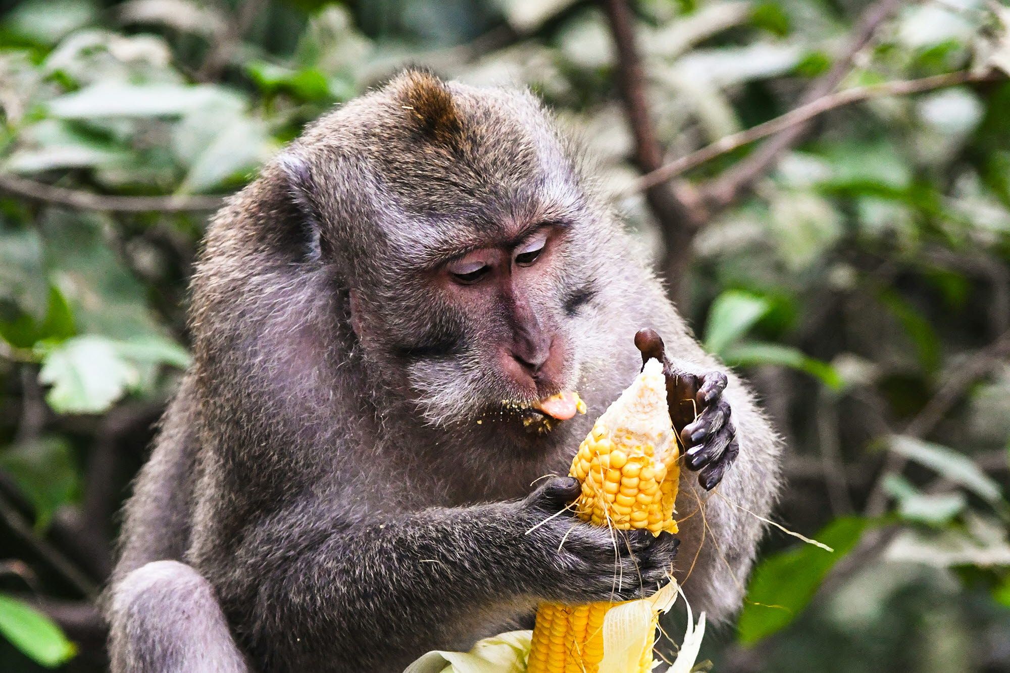 A monkey eating food 