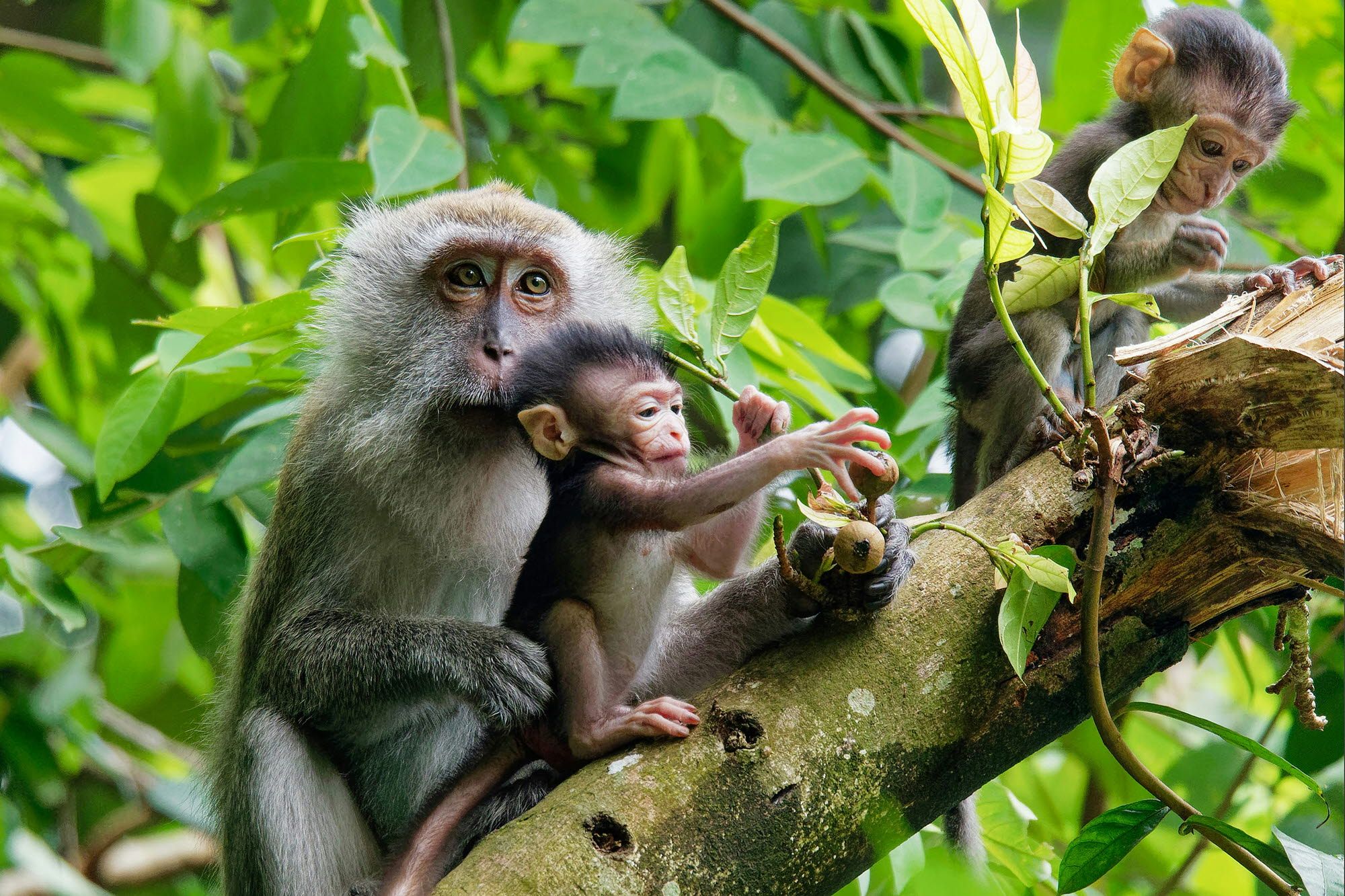 A baby monkey and mother