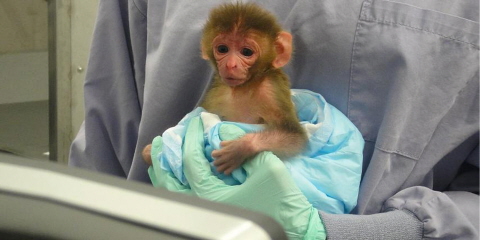 An infant macaque held in front of the Tobii T60 XL eye tracker screen during a test session.