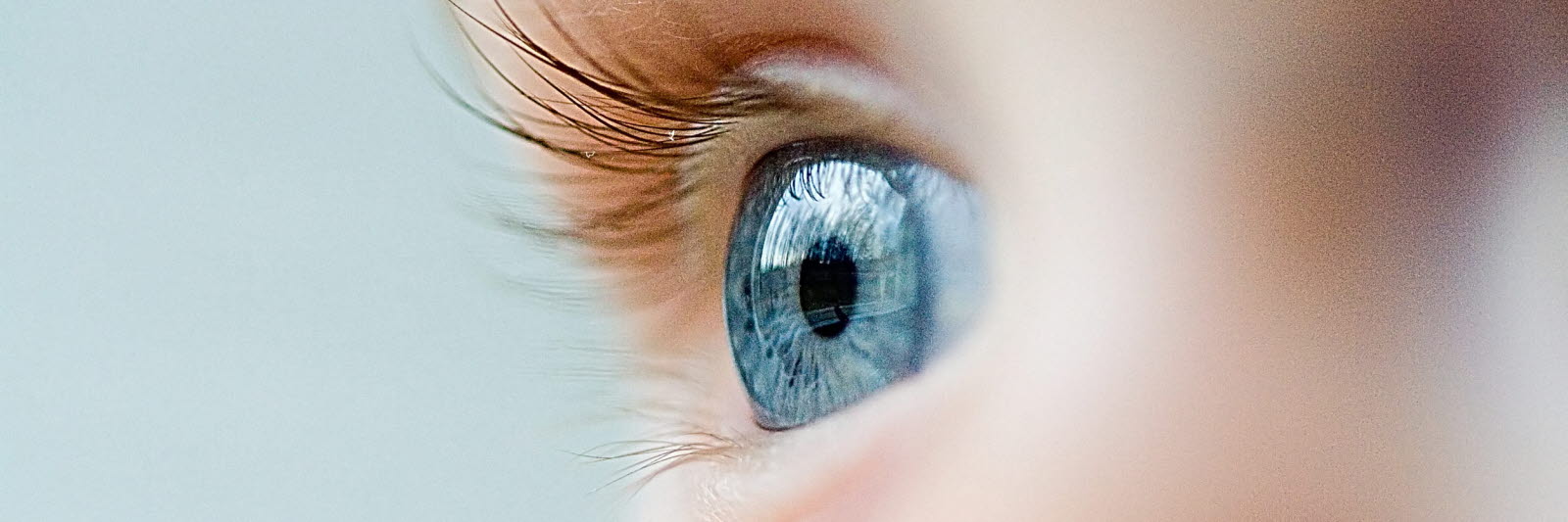Focus on a baby blue eye